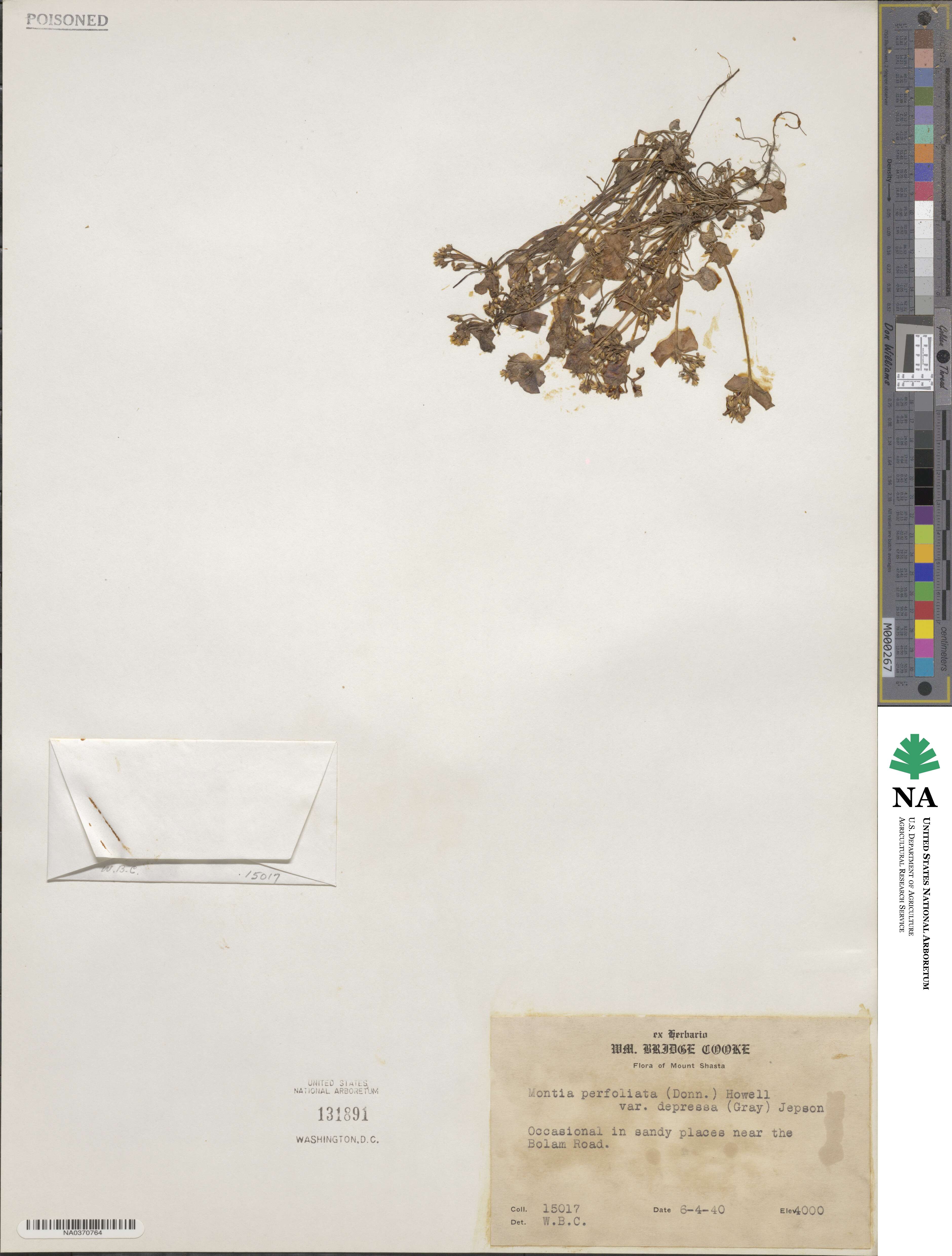 Claytonia rubra subsp. depressa image