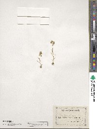Montia linearis image