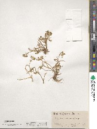Montia linearis image