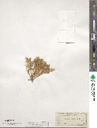 Montia linearis image