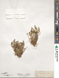 Montia linearis image