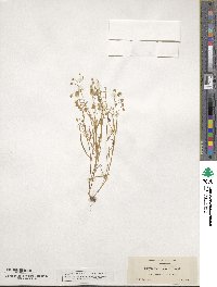 Montia linearis image