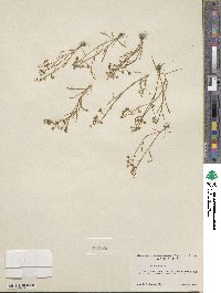 Montia linearis image