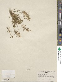 Montia linearis image