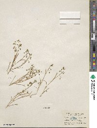 Montia linearis image