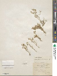Montia linearis image