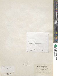 Montia linearis image