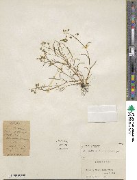 Montia linearis image