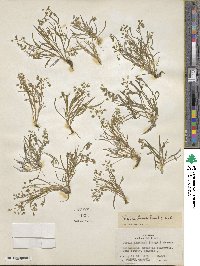 Montia linearis image
