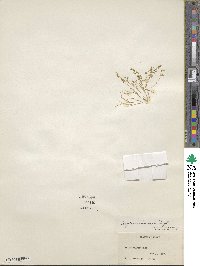 Montia linearis image
