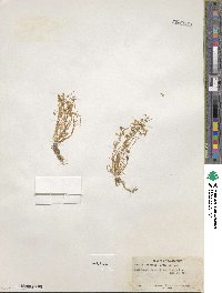 Montia linearis image