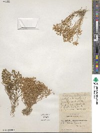 Montia linearis image