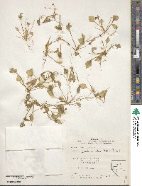 Claytonia rubra image