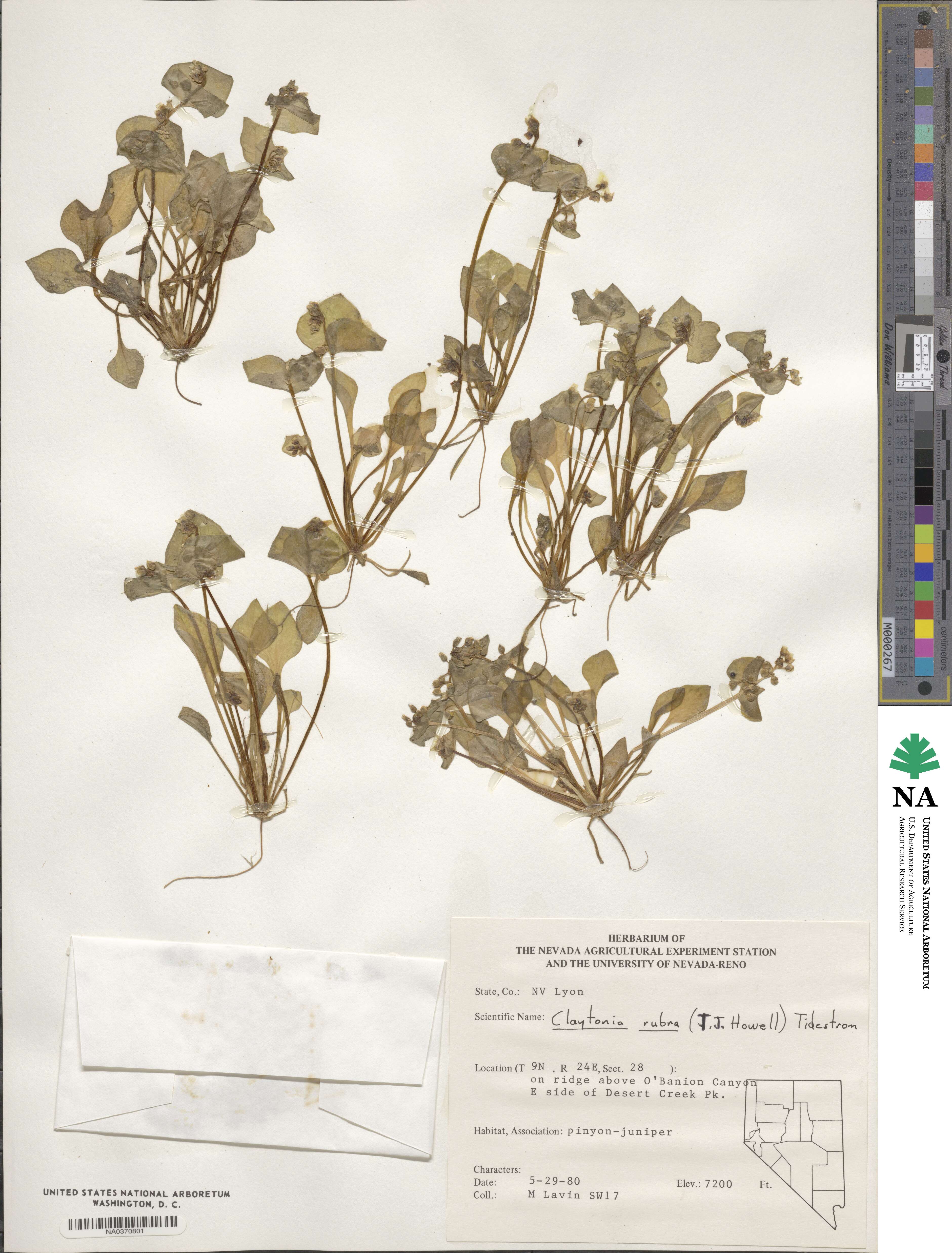 Claytonia rubra image