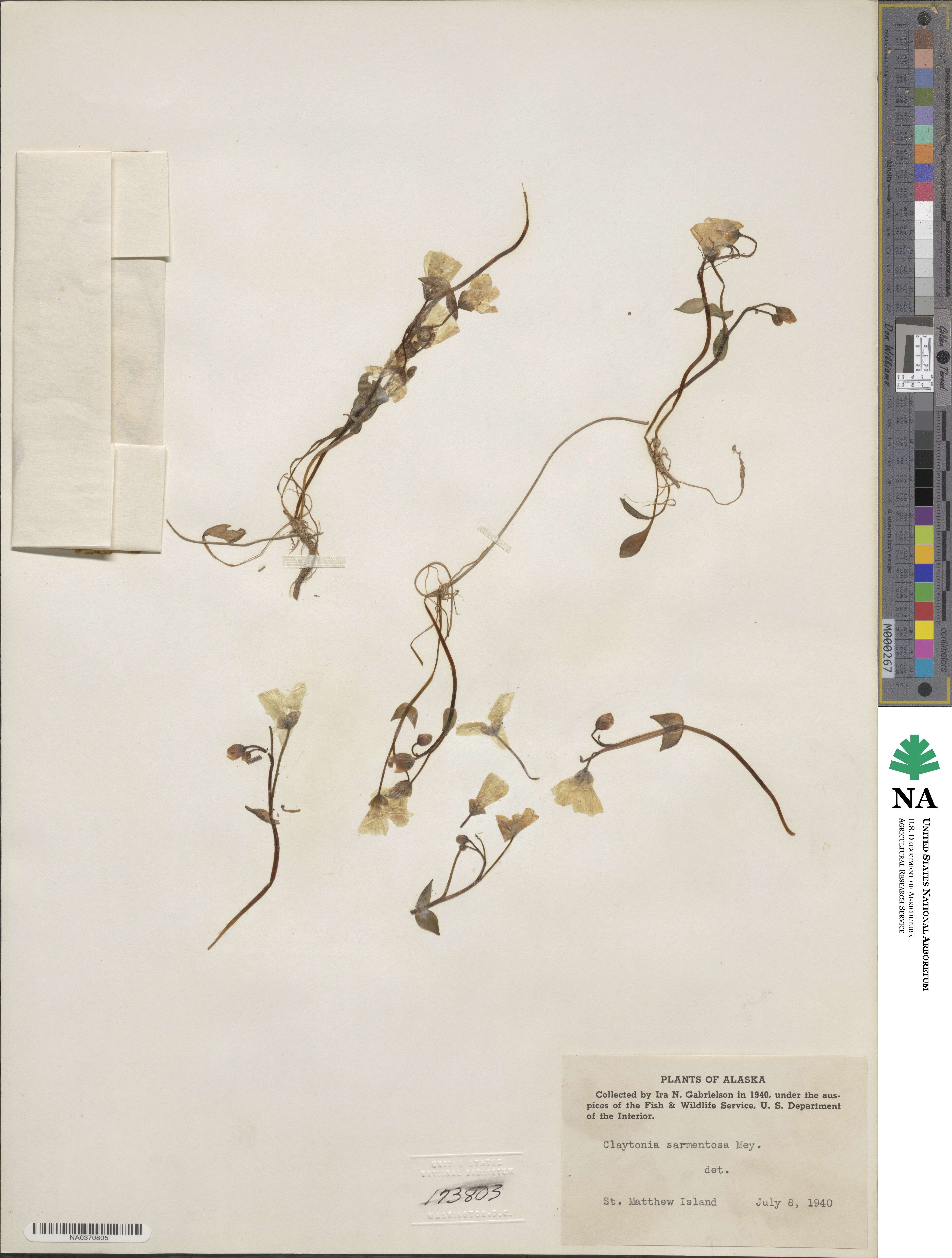 Claytonia sarmentosa image