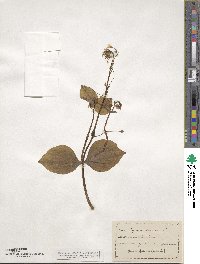 Claytonia sibirica image