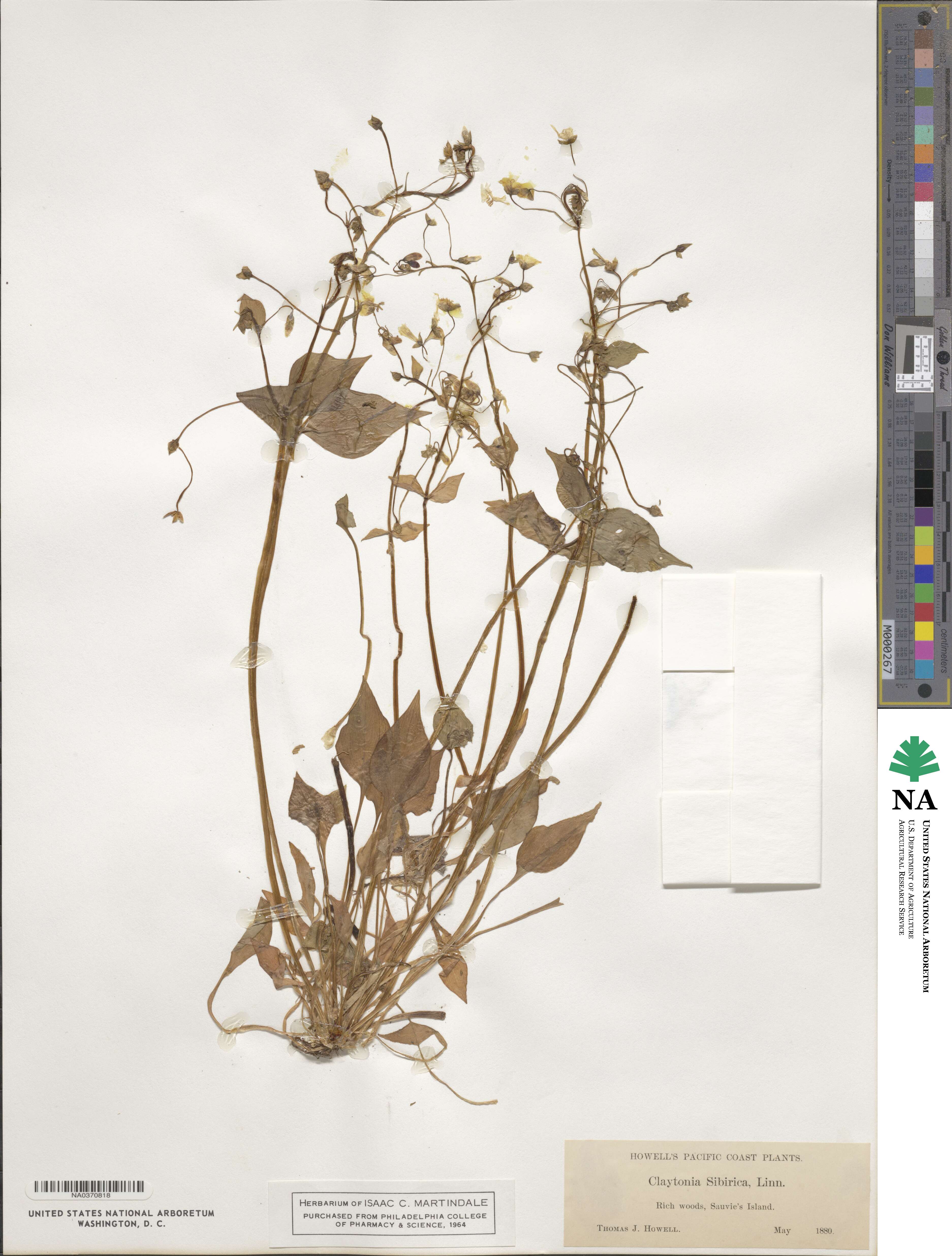 Claytonia sibirica image