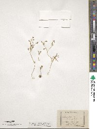 Lewisia triphylla image