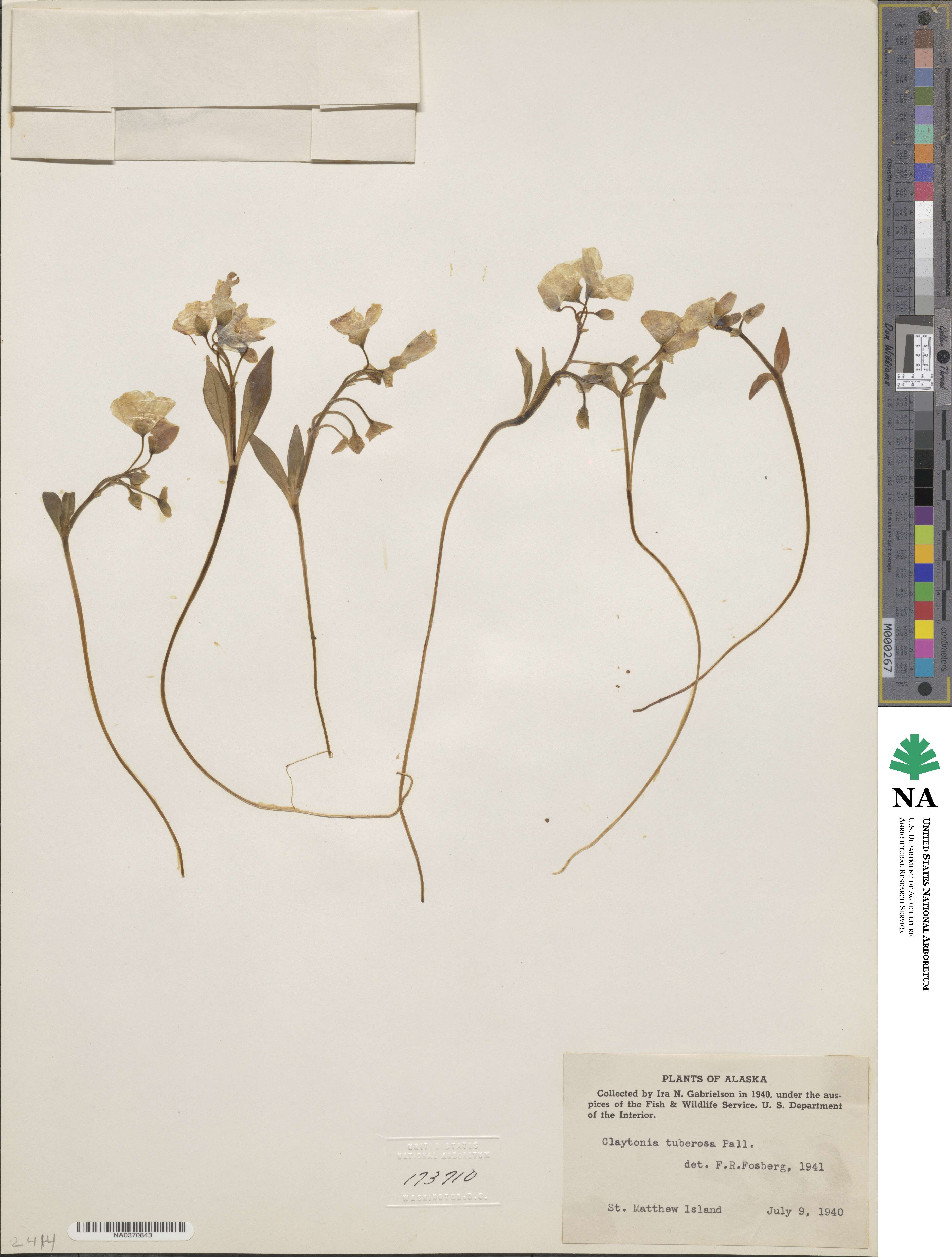 Claytonia tuberosa image