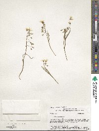 Claytonia virginica image