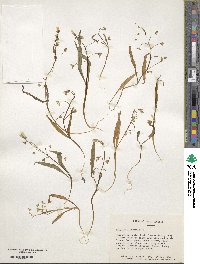 Claytonia virginica image