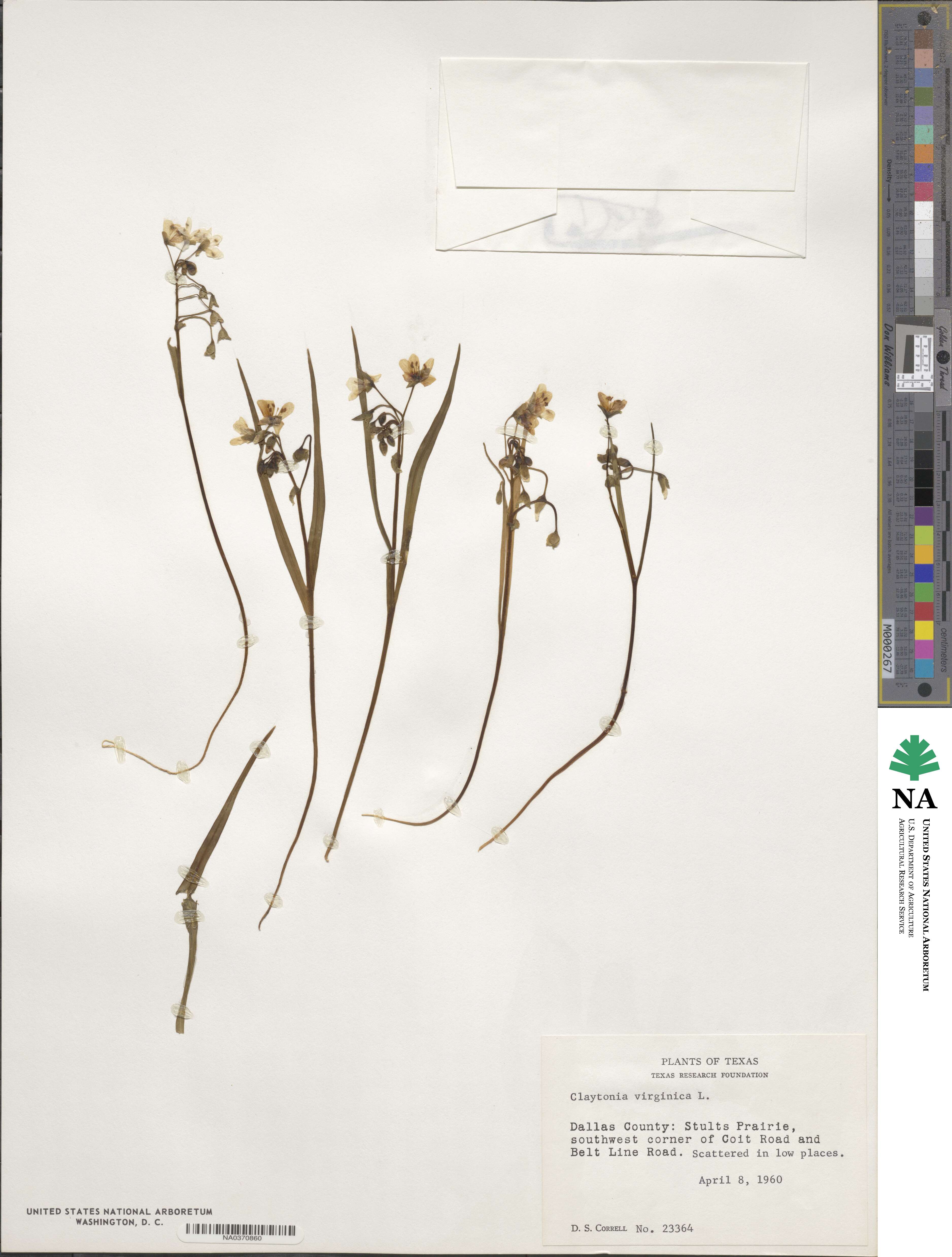 Claytonia virginica image