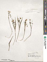 Claytonia virginica image