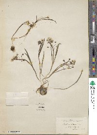 Claytonia virginica image