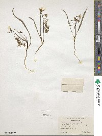 Claytonia virginica image