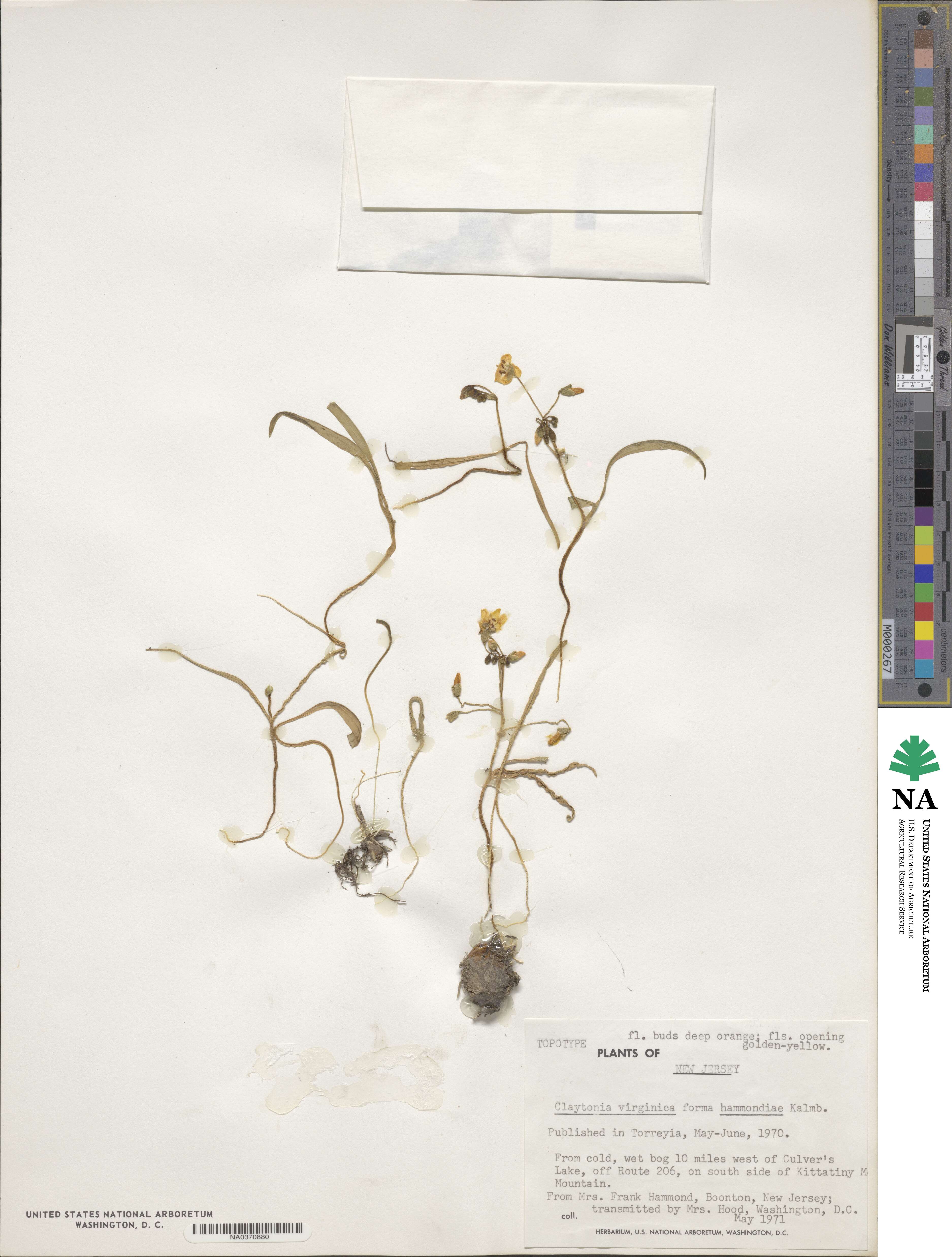 Claytonia virginica var. hammondiae image