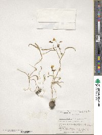 Claytonia virginica image