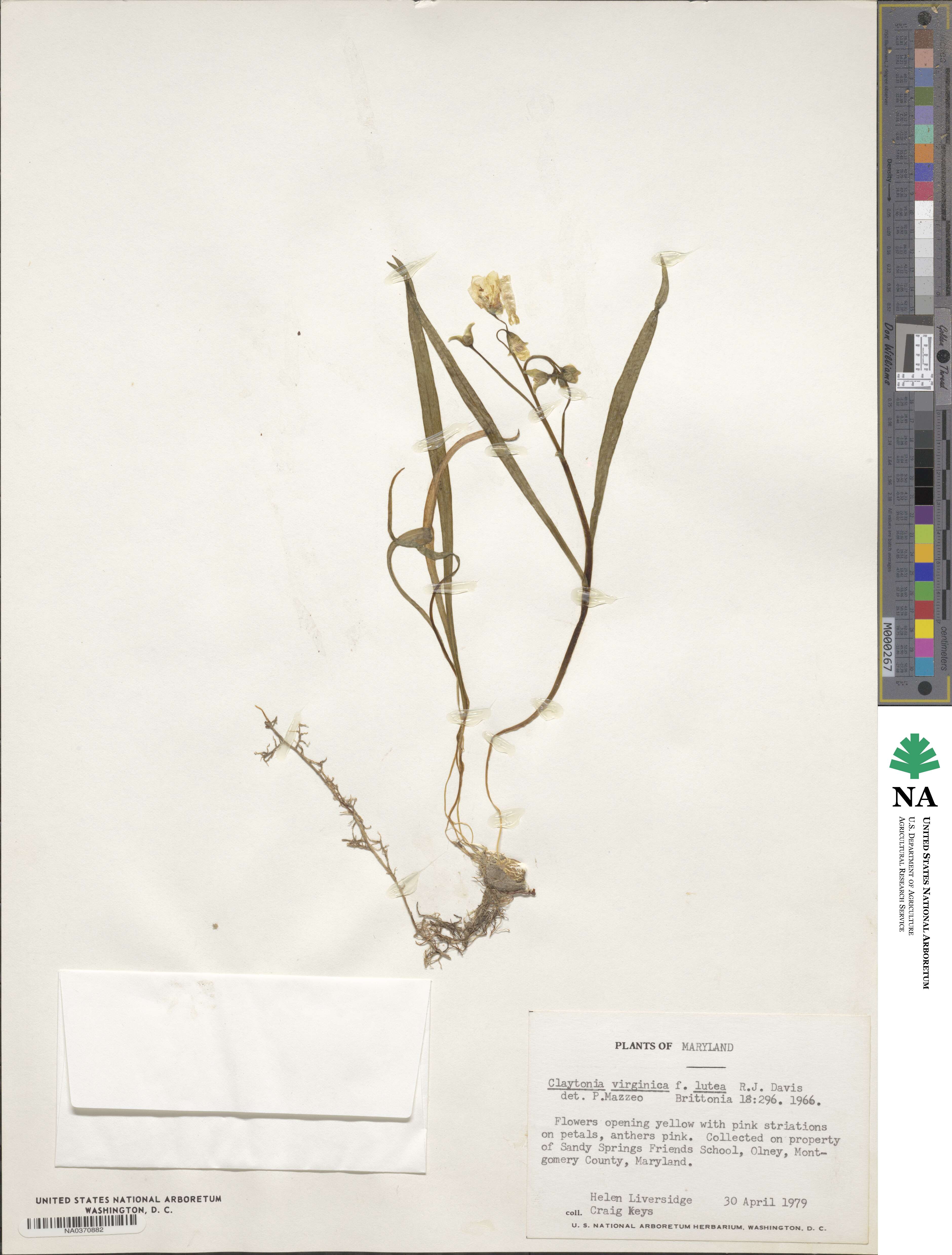 Claytonia virginica image