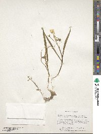 Claytonia virginica image