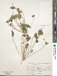 Claytonia perfoliata image