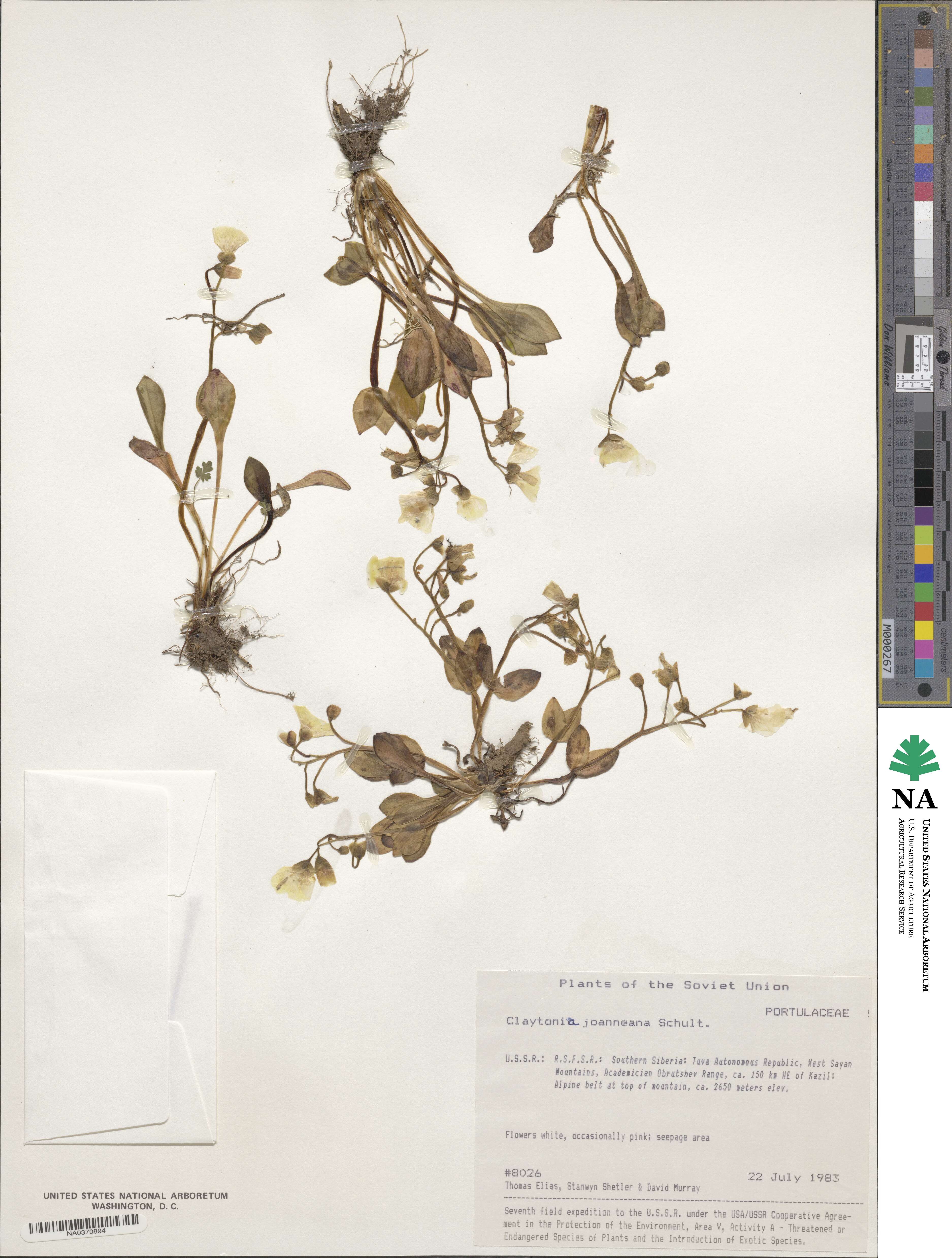 Claytonia joanneana image