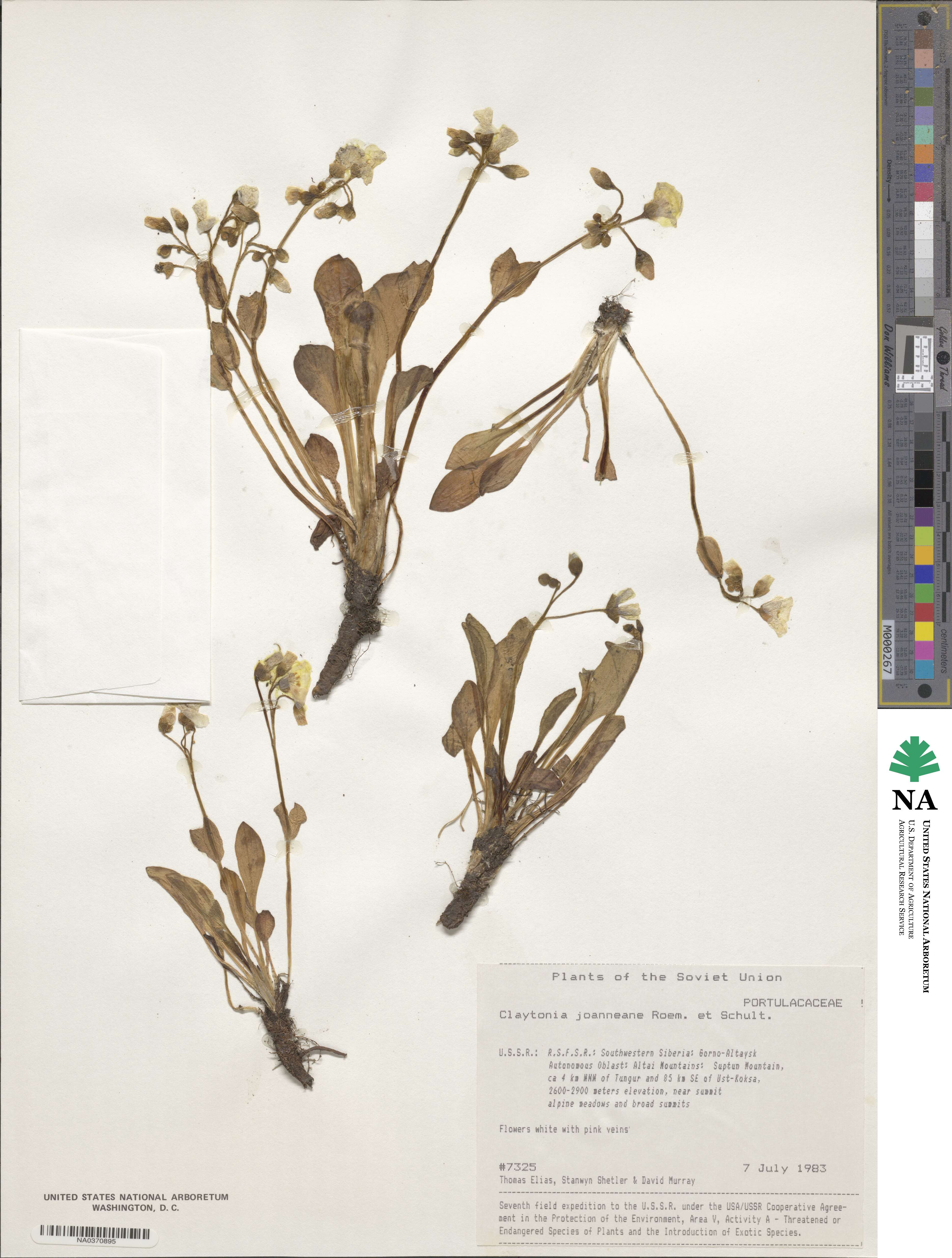 Claytonia joanneana image