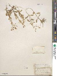 Montia chamissoi image