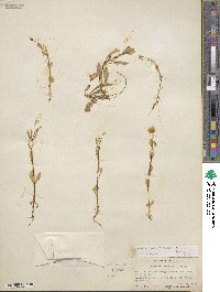 Montia chamissoi image