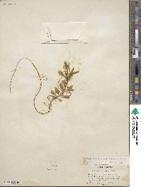 Montia chamissoi image