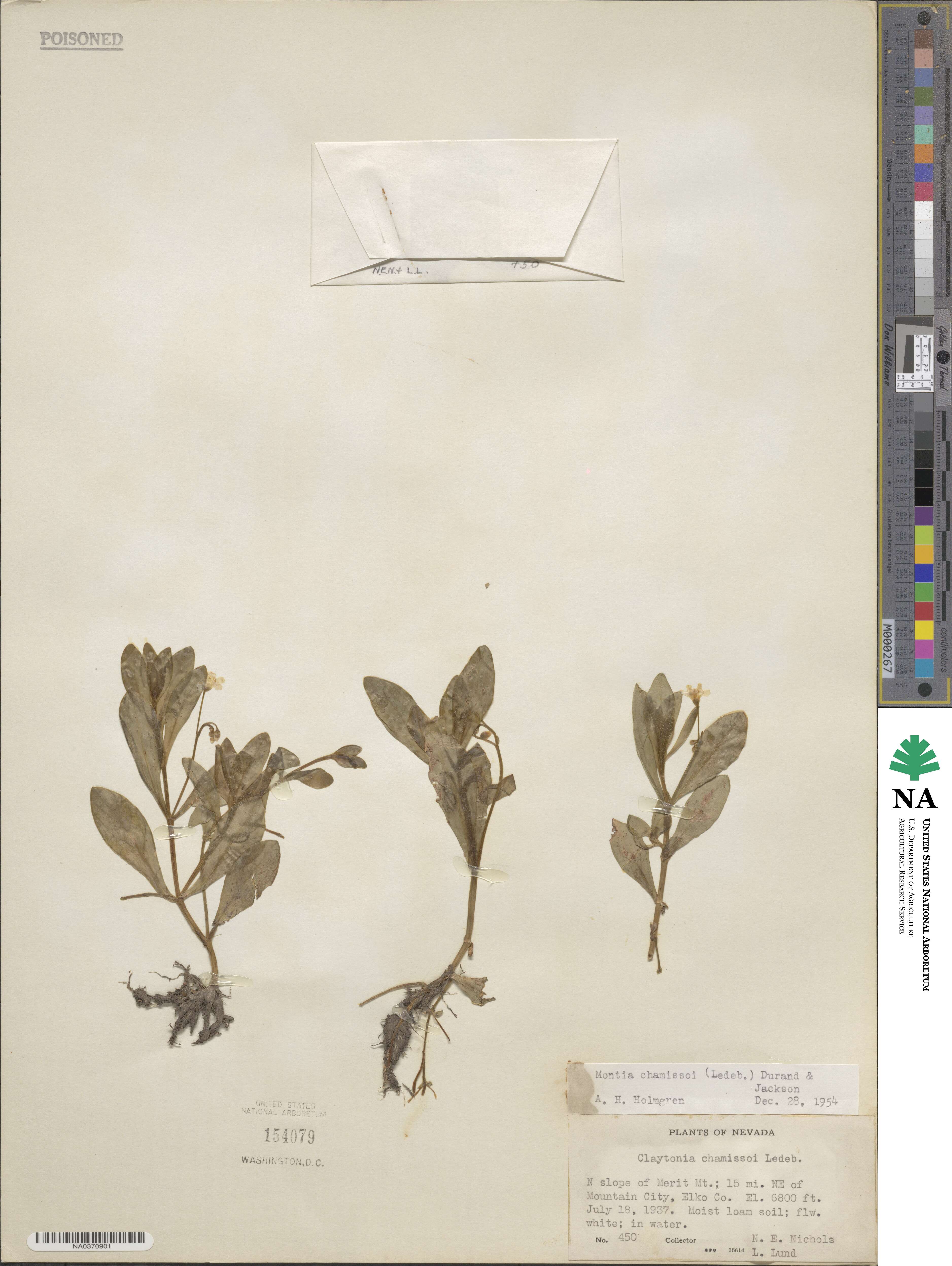 Montia chamissoi image