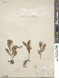 Montia chamissoi image
