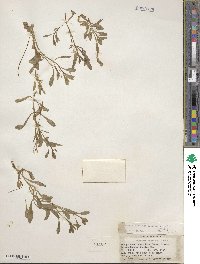 Montia chamissoi image