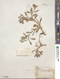 Montia chamissoi image