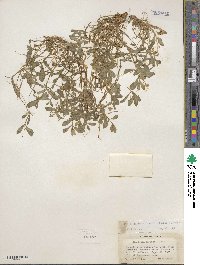 Montia chamissoi image