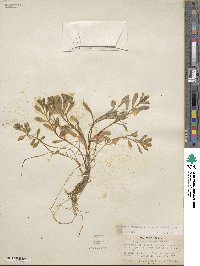 Montia chamissoi image