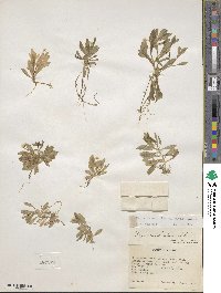 Montia chamissoi image