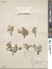 Montia chamissoi image