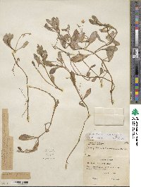 Montia chamissoi image