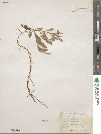 Montia chamissoi image