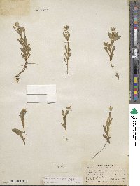Montia chamissoi image